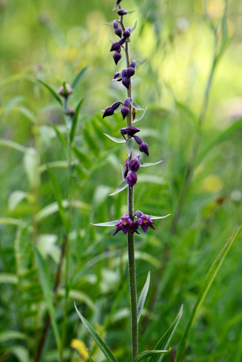 Изображение особи Epipactis atrorubens.