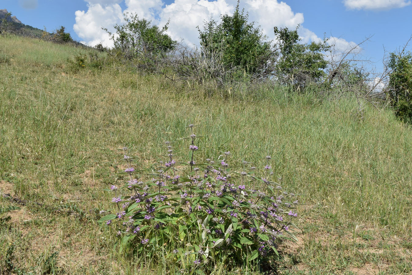 Изображение особи Phlomis regelii.