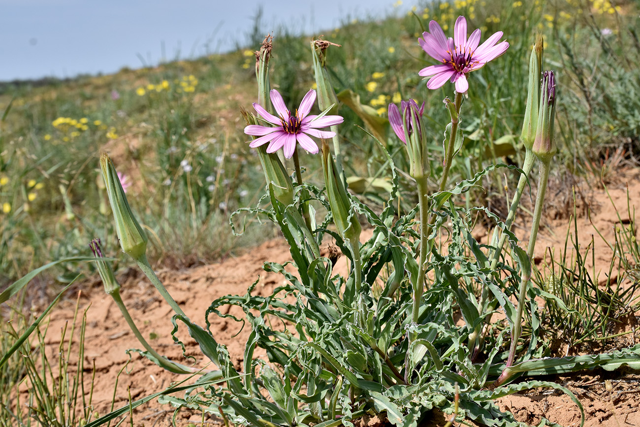 Image of Tragopogon ruber specimen.