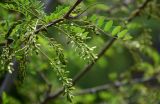 Robinia pseudoacacia. Часть ветви с соцветием в бутонах. Дагестан, Кумторкалинский р-н, долина р. Шураозень, у дороги. 30.04.2022.