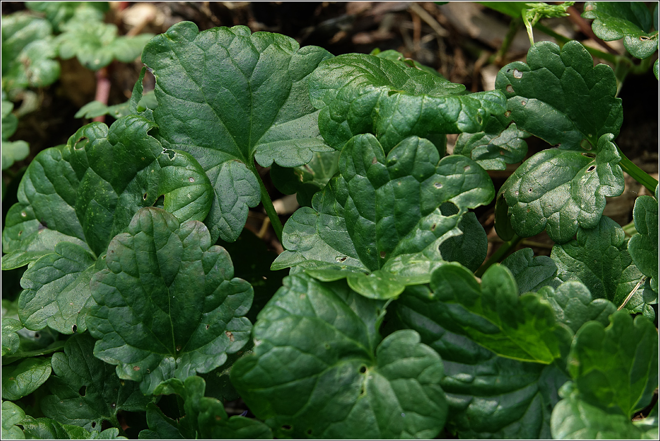 Изображение особи Glechoma hederacea.