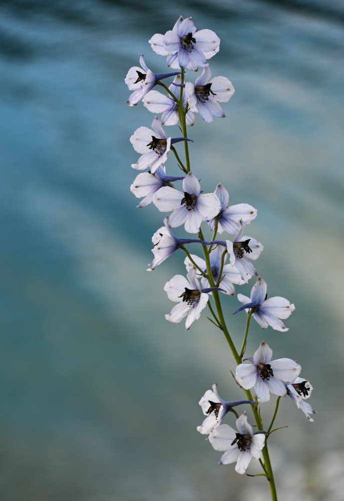 Image of Delphinium crispulum specimen.