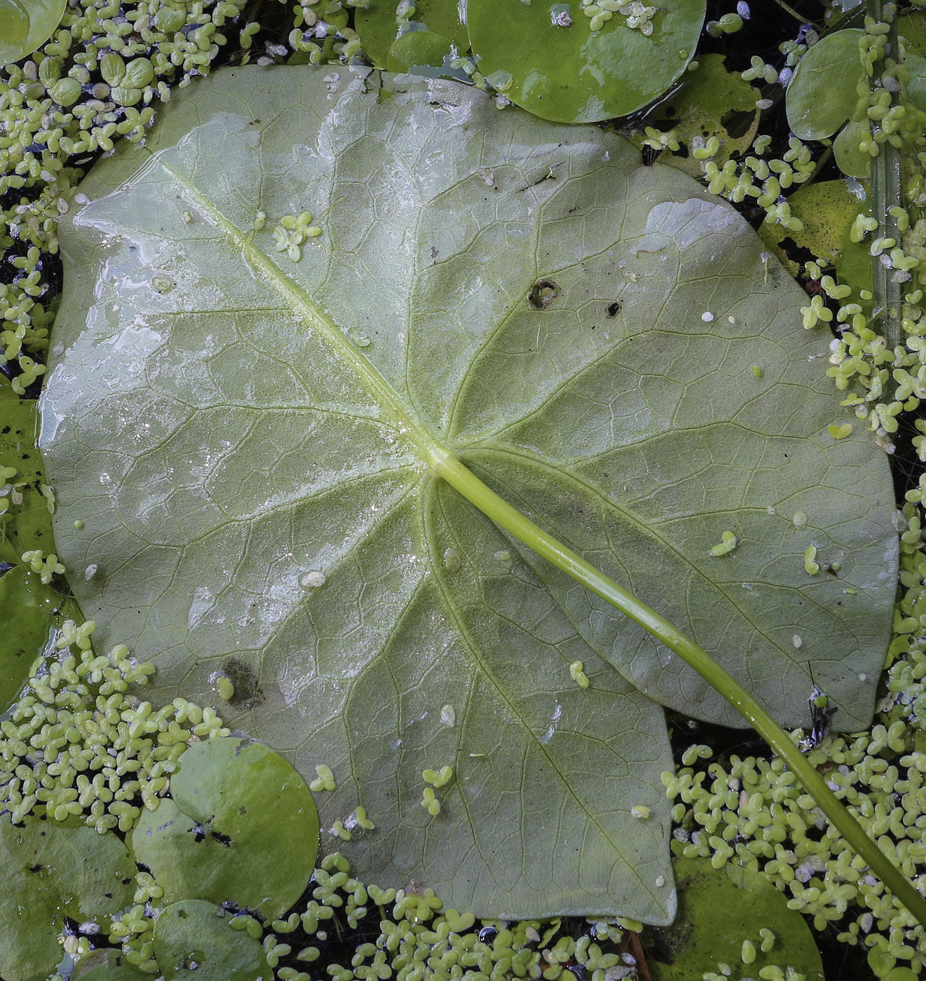 Изображение особи Nymphaea tetragona.