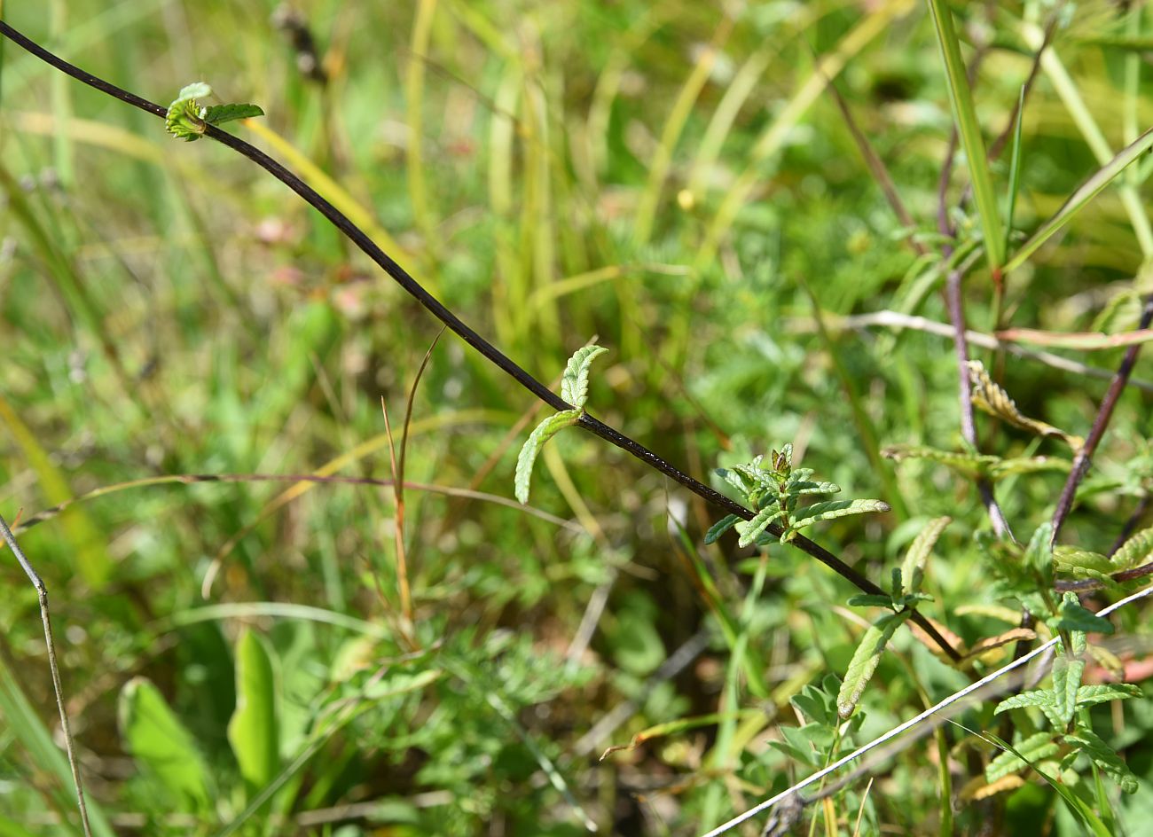 Image of genus Rhinanthus specimen.