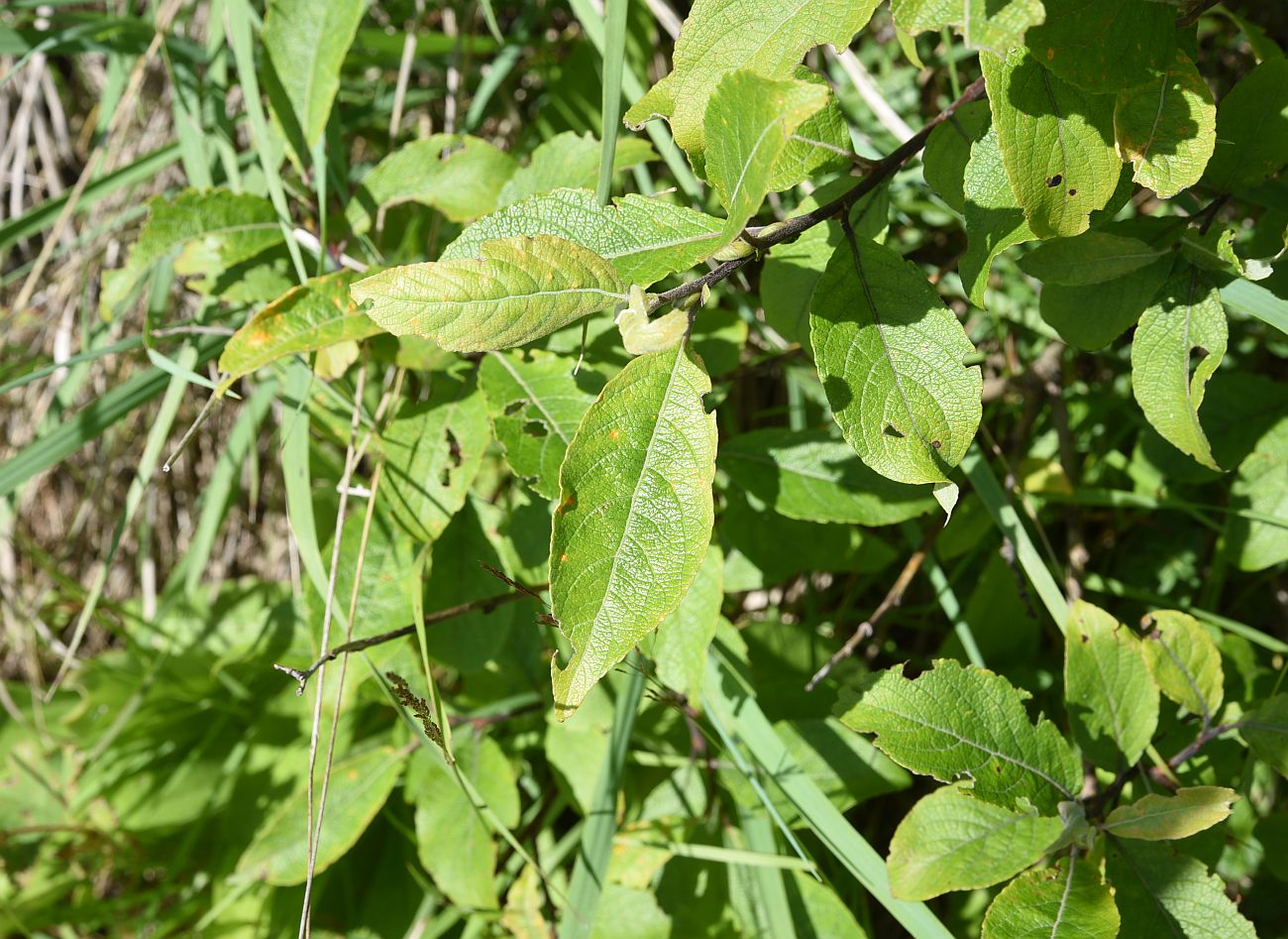 Image of Salix caprea specimen.