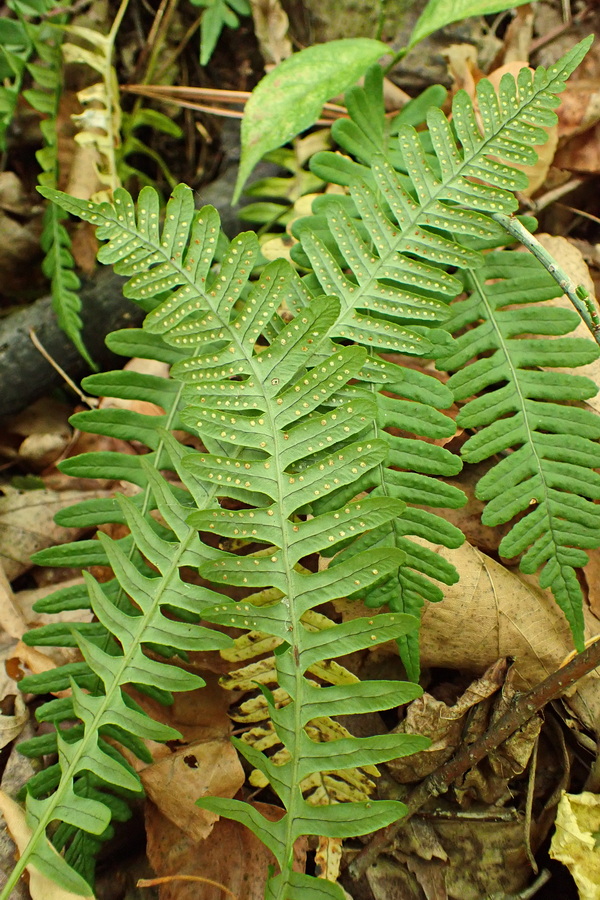 Изображение особи Polypodium sibiricum.