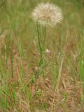 Tragopogon dubius