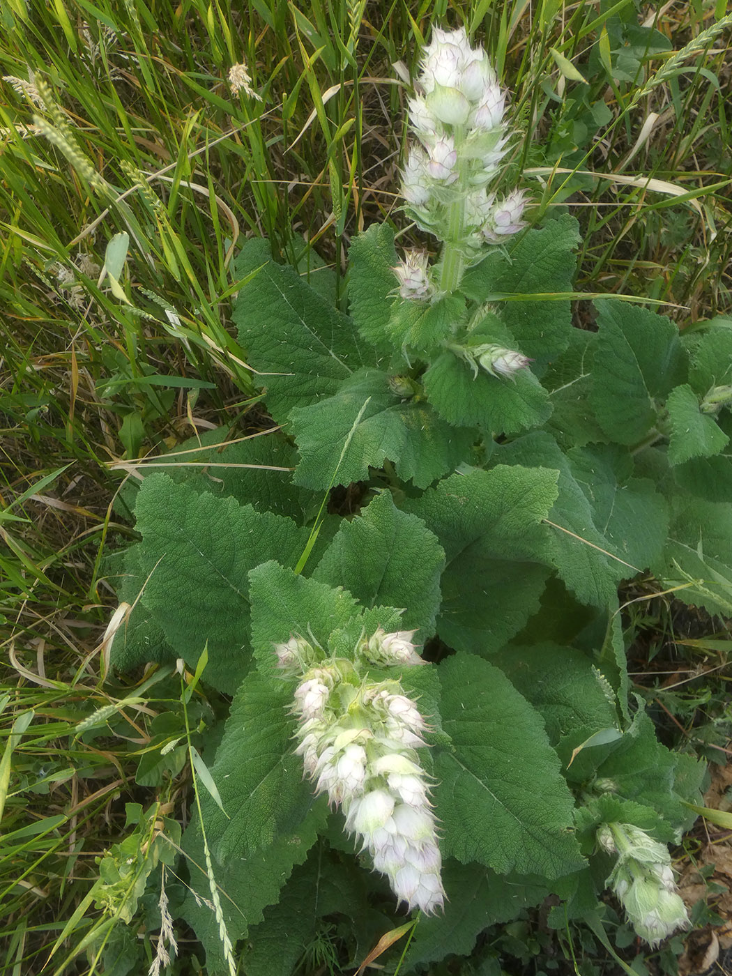 Изображение особи Salvia sclarea.