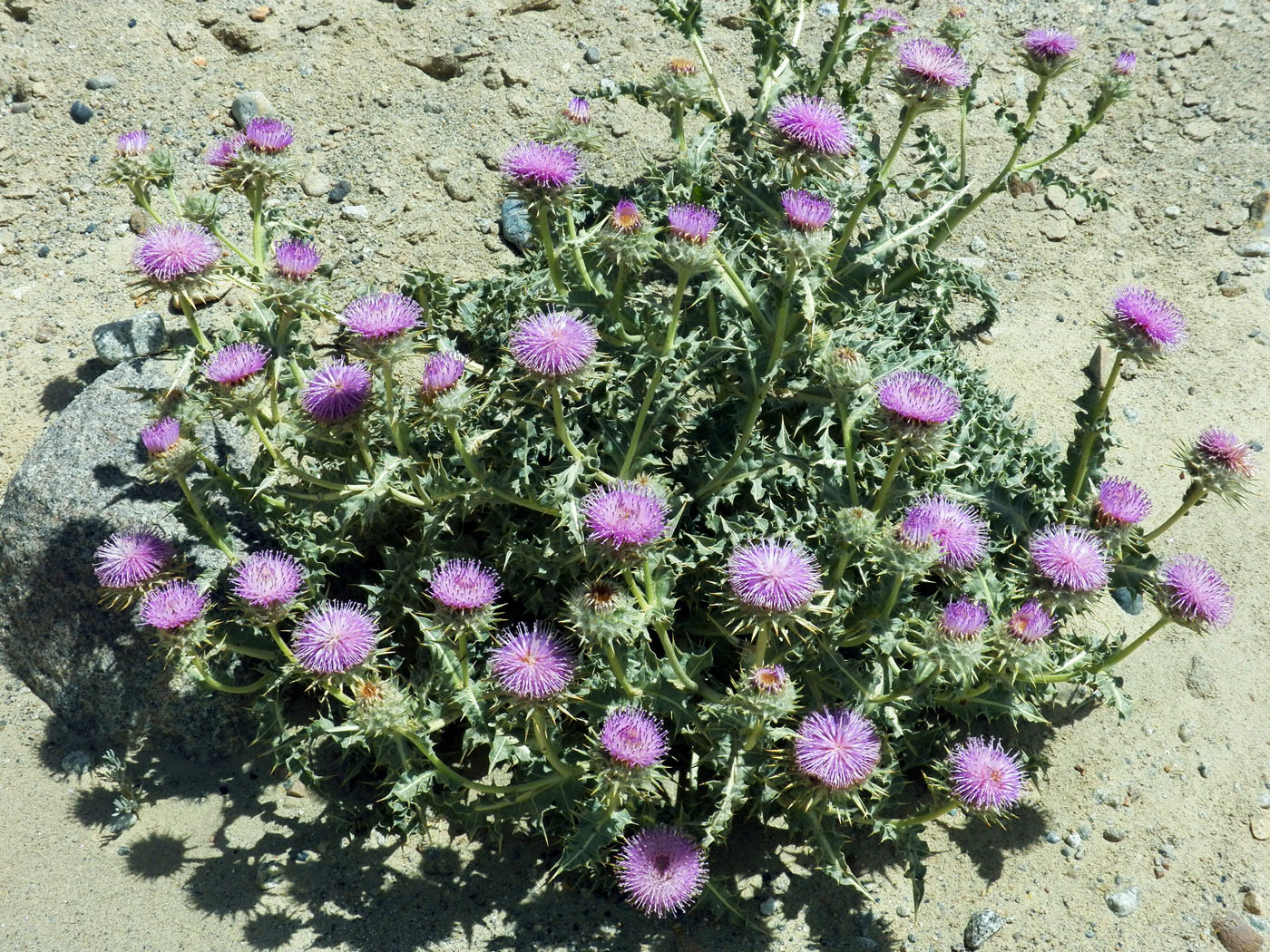 Image of genus Cousinia specimen.