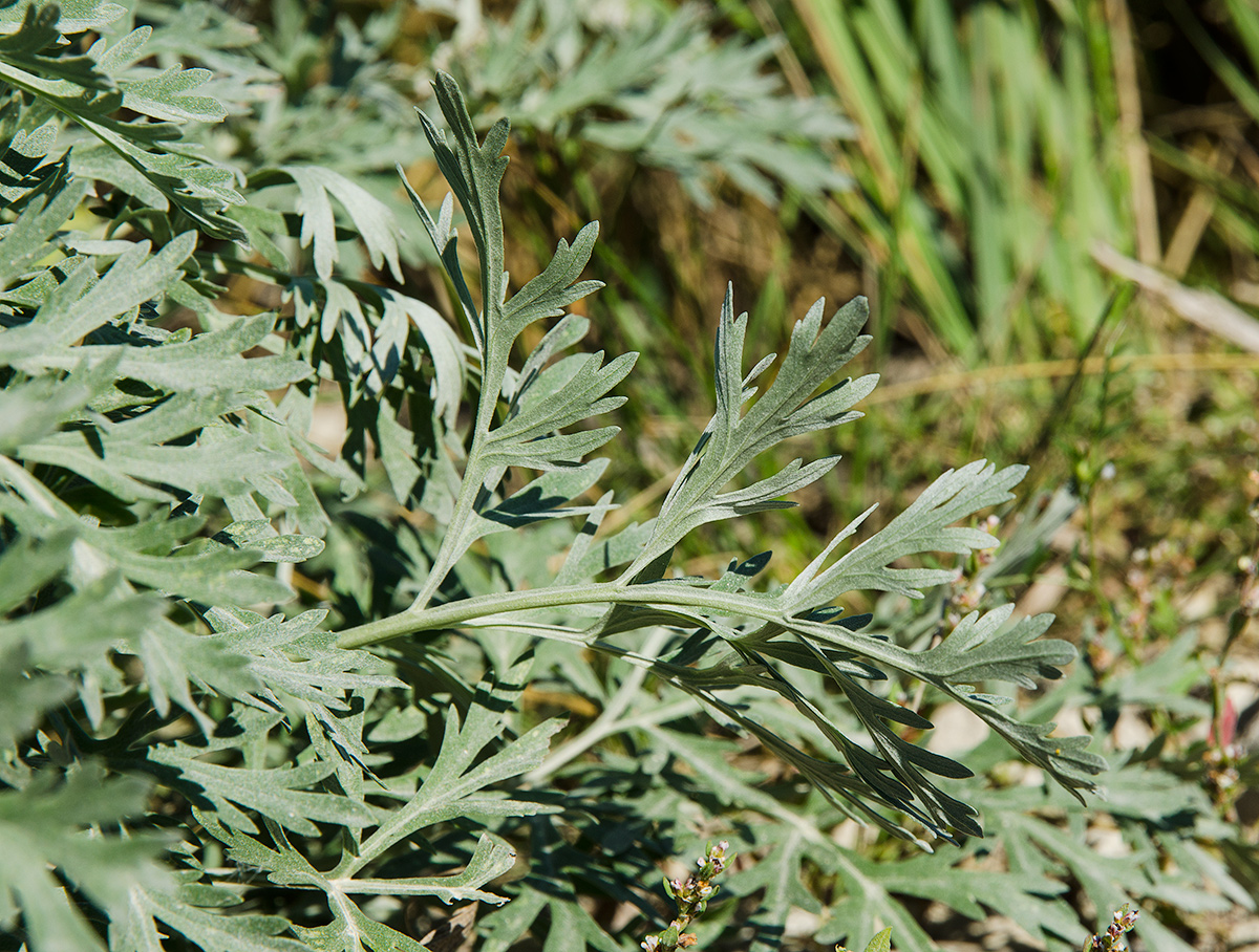 Image of Artemisia absinthium specimen.