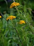 род Tanacetum. Верхушки цветущих растений. Сахалин, Корсаковский гор. округ, окр. с. Новиково, приморский луг. 15.08.2022.