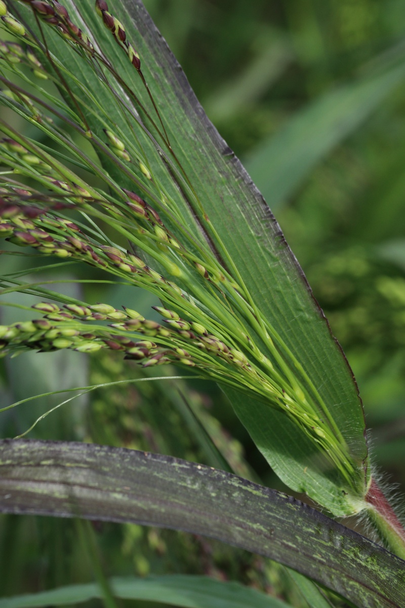 Image of Panicum miliaceum specimen.