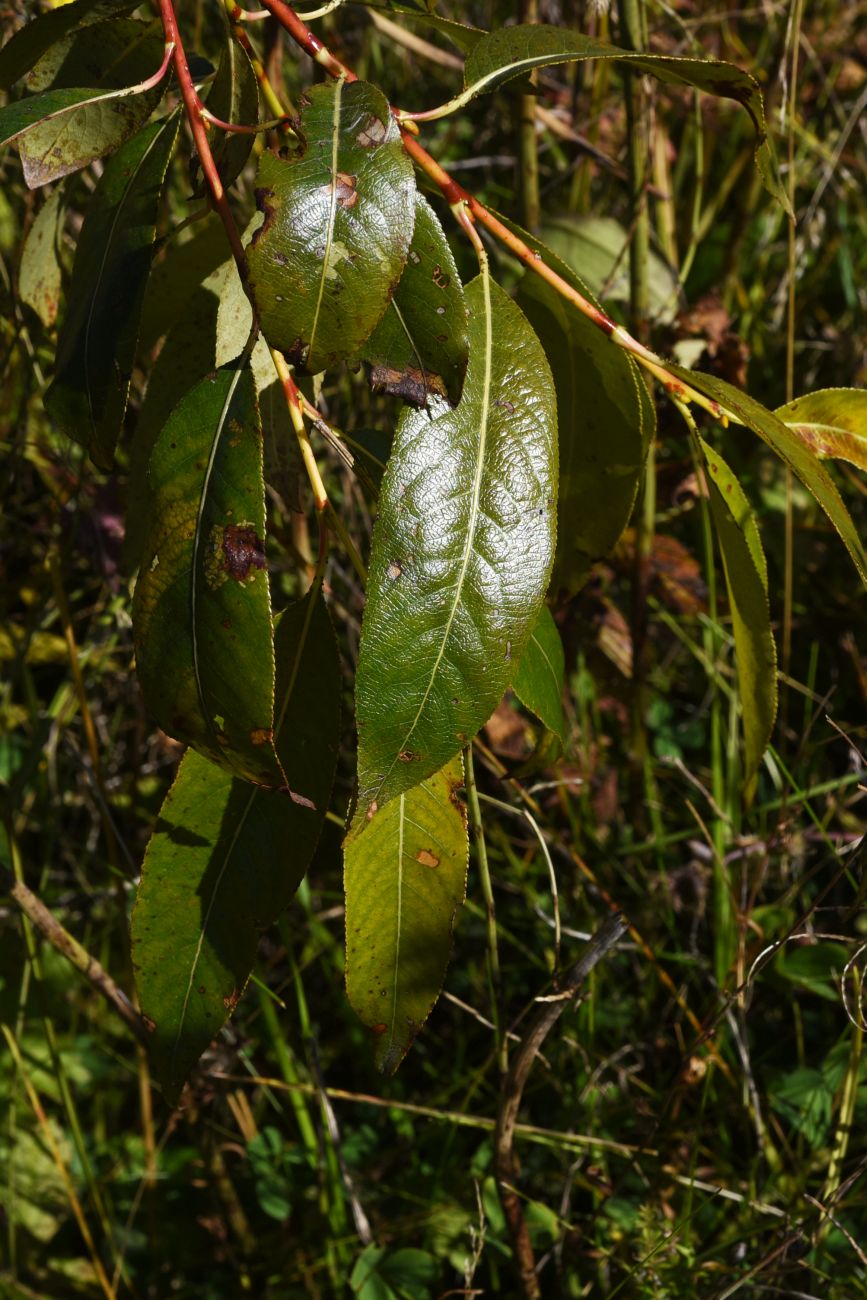 Image of Salix pentandra specimen.