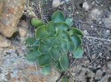 Rosularia glabra