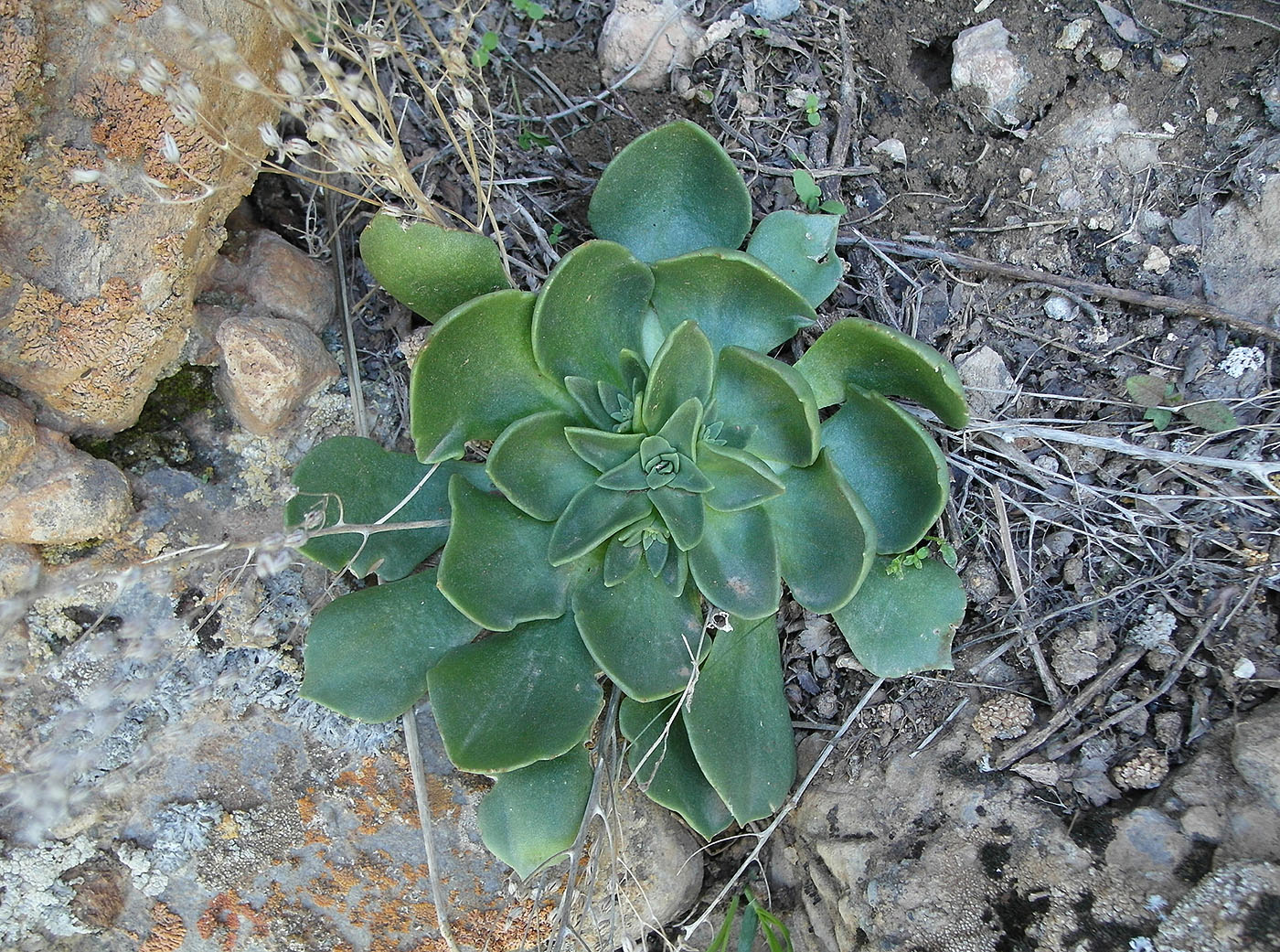 Изображение особи Rosularia glabra.