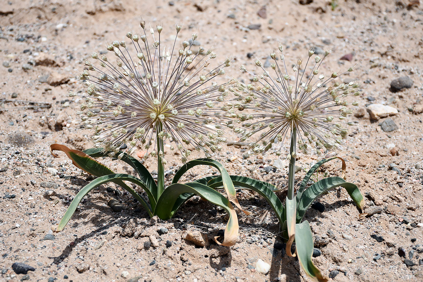 Image of Allium baissunense specimen.