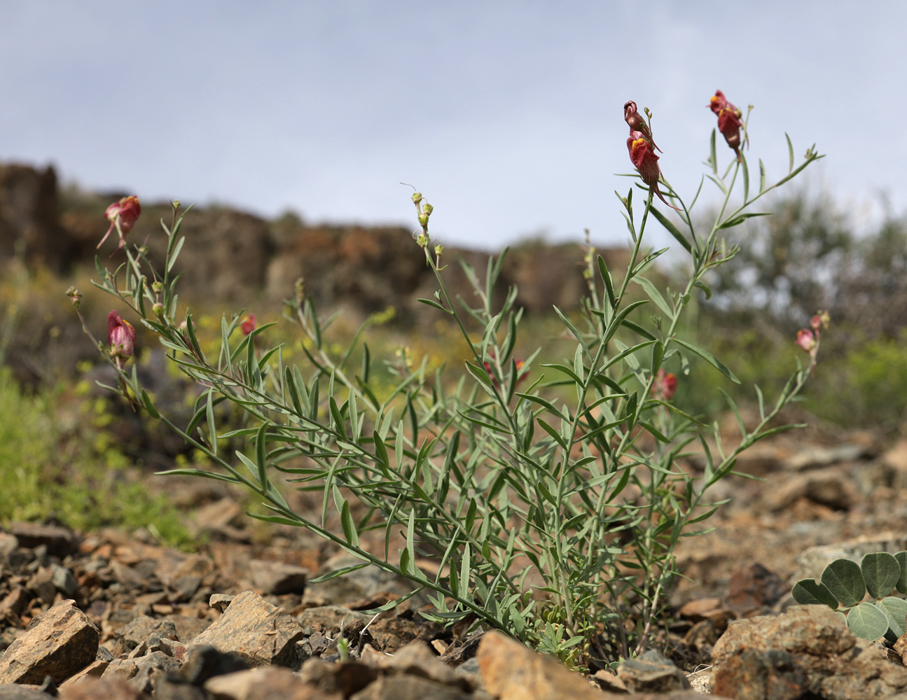 Изображение особи Linaria popovii.