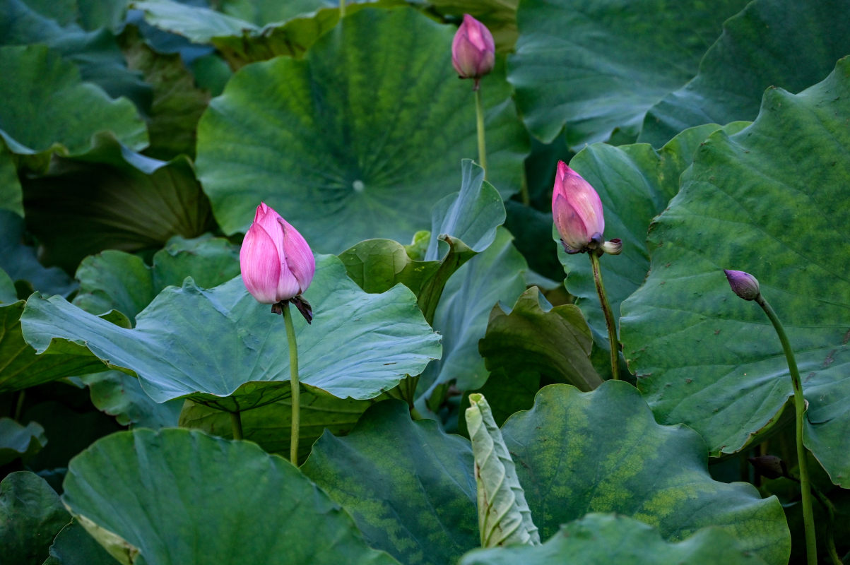 Изображение особи Nelumbo nucifera.