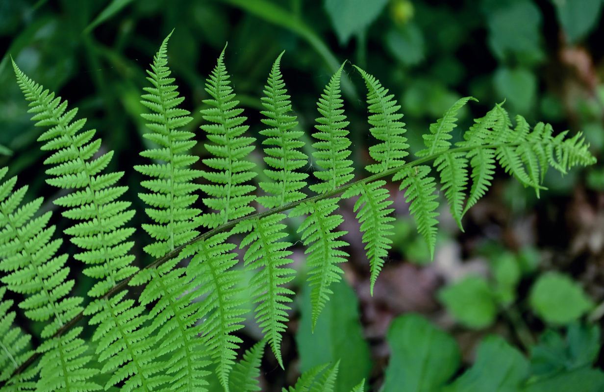 Изображение особи Athyrium filix-femina.