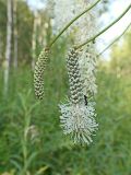 Sanguisorba parviflora. Зацветающее и нераспустившееся соцветия. Хабаровский край, окр. г. Комсомольск-на-Амуре, Силинский лесопарк, зарастающая просека. 30.07.2024.