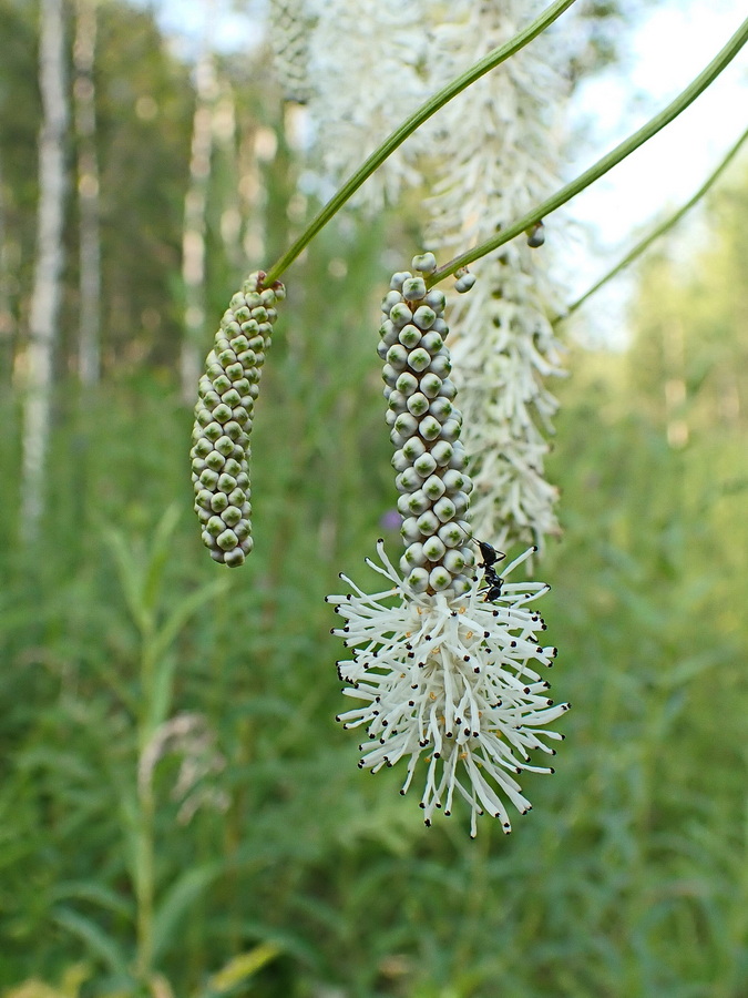 Изображение особи Sanguisorba parviflora.