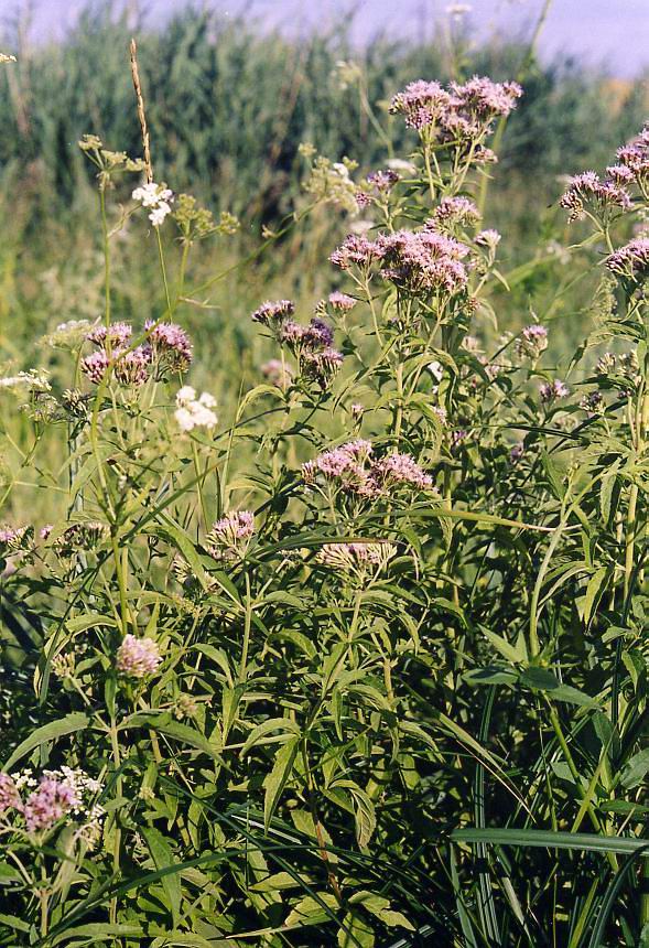 Изображение особи Eupatorium cannabinum.