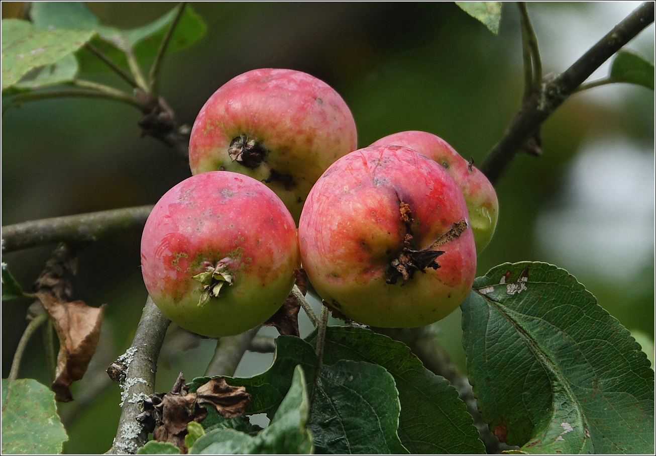 Изображение особи Malus prunifolia.