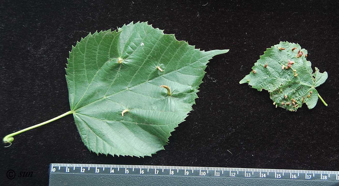 Image of Tilia cordata specimen.