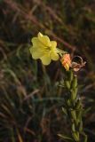 Oenothera biennis. Цветок. Калужская обл., Ульяновский р-н, окр. дер. Ягодное, луг около дороги, которая идёт от Ягодное к руч. Дубенка. 29 августа 2024 г.