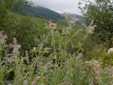 Mentha longifolia. Веточки с соцветиями. Кабардино-Балкария, Черекский р-н, окр. с/п Верхняя Балкария, долина р. Хашхасу, ≈ 1300 м н.у.м., у места впадения в Черек-Балкарский. 29.07.2024.