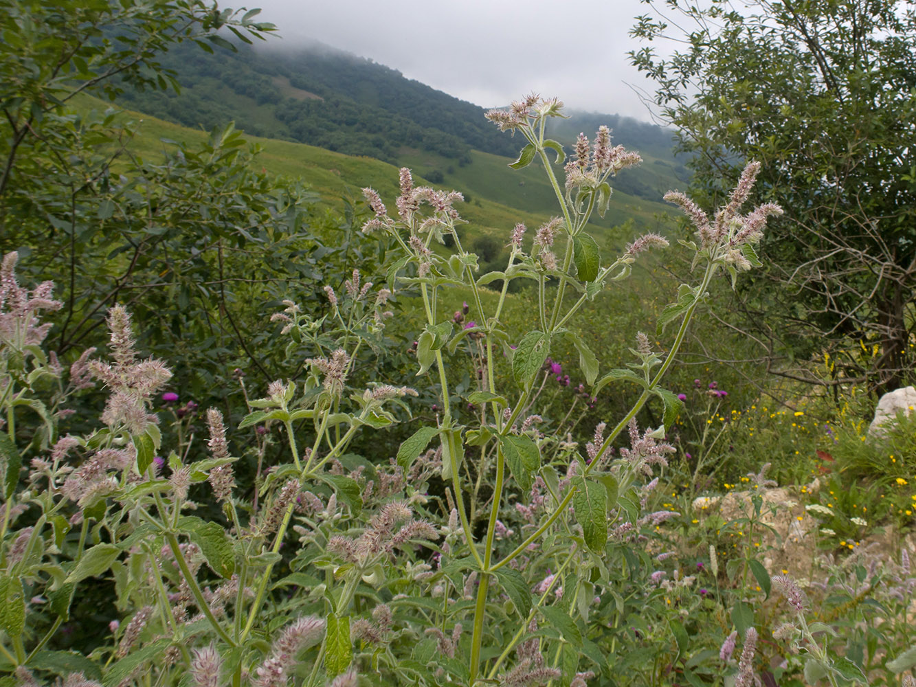 Image of Mentha longifolia specimen.