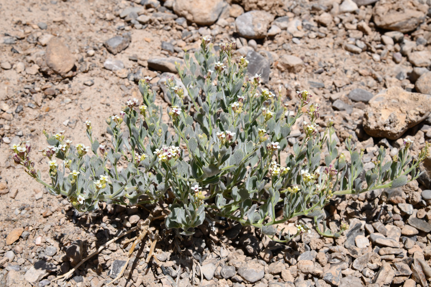 Изображение особи Christolea crassifolia.