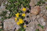 genus Draba. Цветущие растения. Кабардино-Балкария, Эльбрусский р-н, гора Чегет, юго-восточный склон, выс. ок. 2450 м н.у.м., у камней. 9 июня 2018 г.