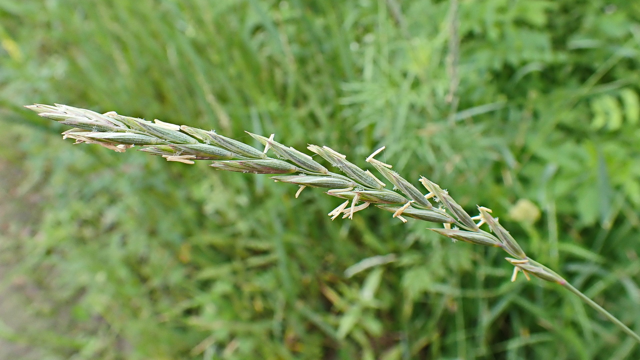 Image of genus Elytrigia specimen.