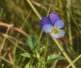 Viola tricolor. Верхушка цветущего растения. Калужская обл., Ульяновский р-н, р. Вытебеть, в 1,5 км к юго-востоку от деревни Мелихово, луг на высоком левом берегу. 30 августа 2024 г.