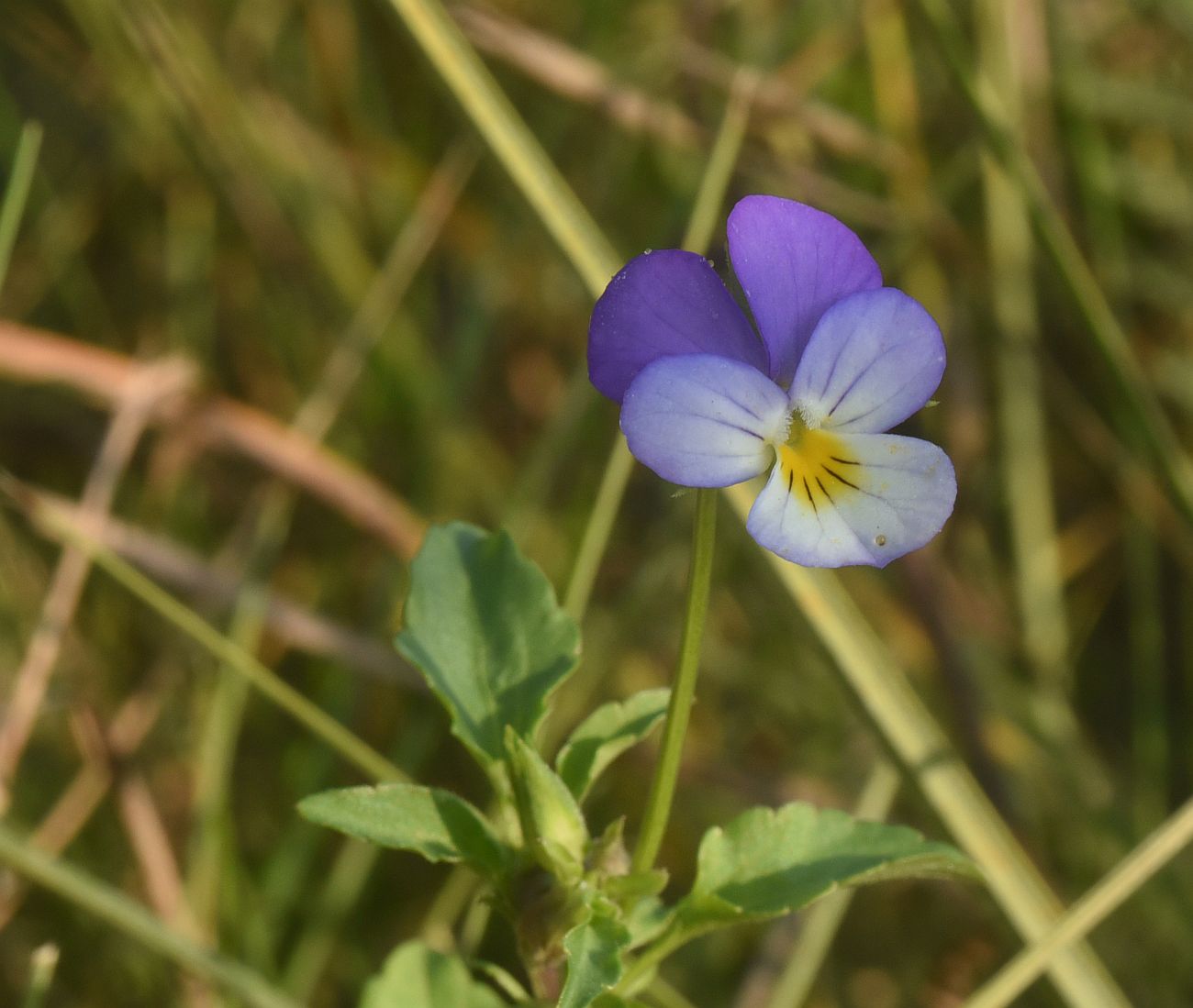 Изображение особи Viola tricolor.