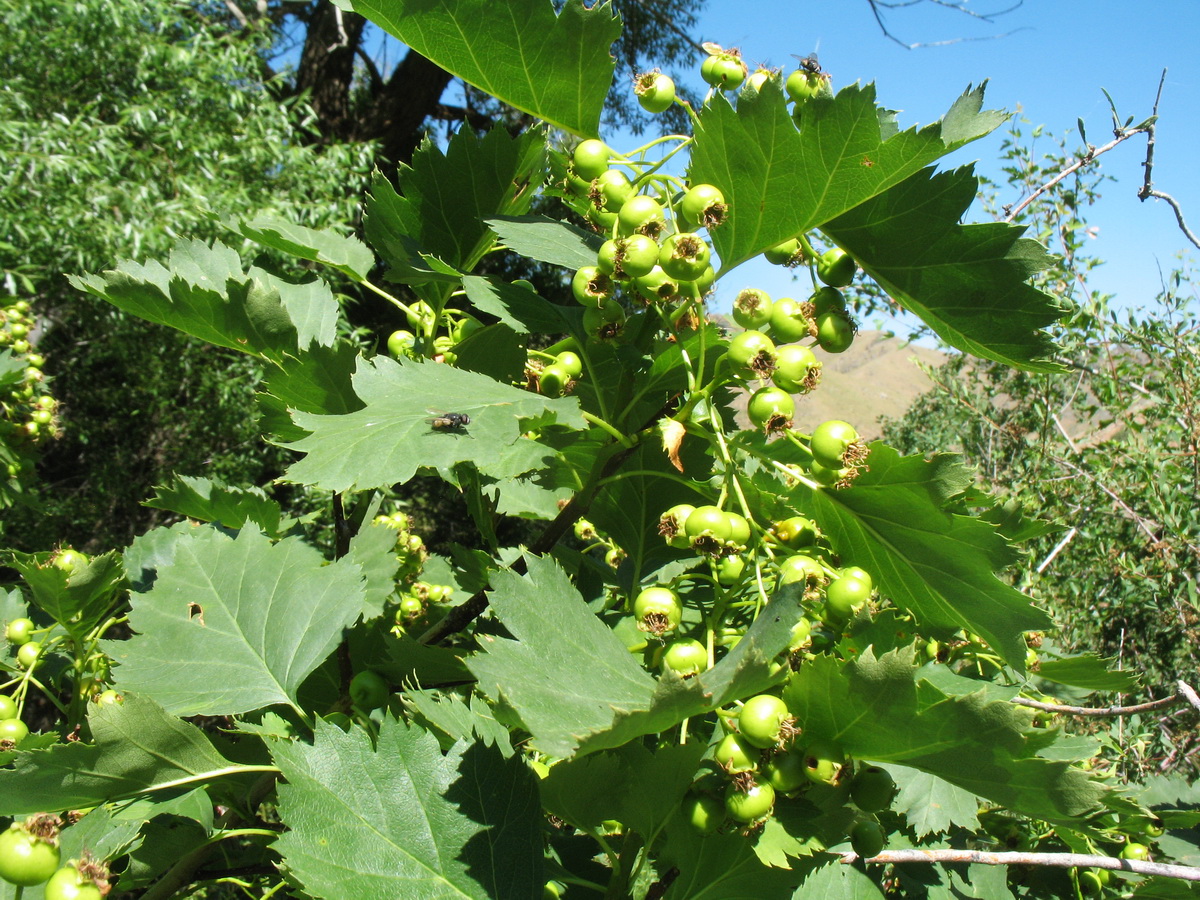 Изображение особи Crataegus songarica.