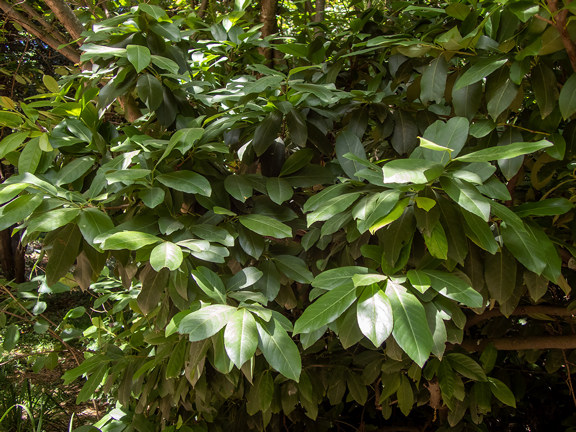 Изображение особи Lauro-cerasus officinalis.