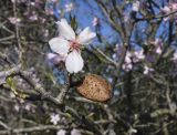 Amygdalus communis. Часть ветви с прошлогодним плодом и цветком. Испания, автономное сообщество Каталония, пров. Жирона, комарка Баш Эмпорда, муниципалитет Калонже, полоса кустарников между пашен. 04.02.2025.