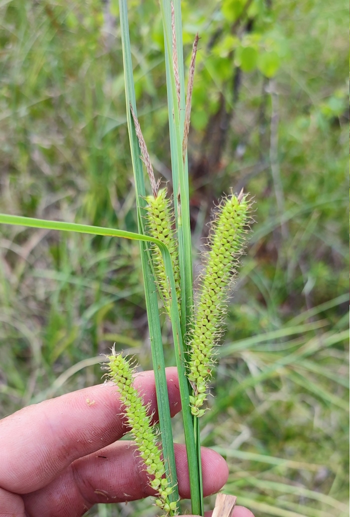 Image of Carex rostrata specimen.