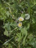 Sonchus oleraceus. Верхушка побега с распускающимися, отцветшим и нераспустившимися соцветиями. Испания, Каталония, пров. Жирона, комарка Баш Эмпорда, муниципалитет Паламос, берег р. Ауби, межа вдоль пешеходной тропы между пашней и лугом. 03.04.2025.