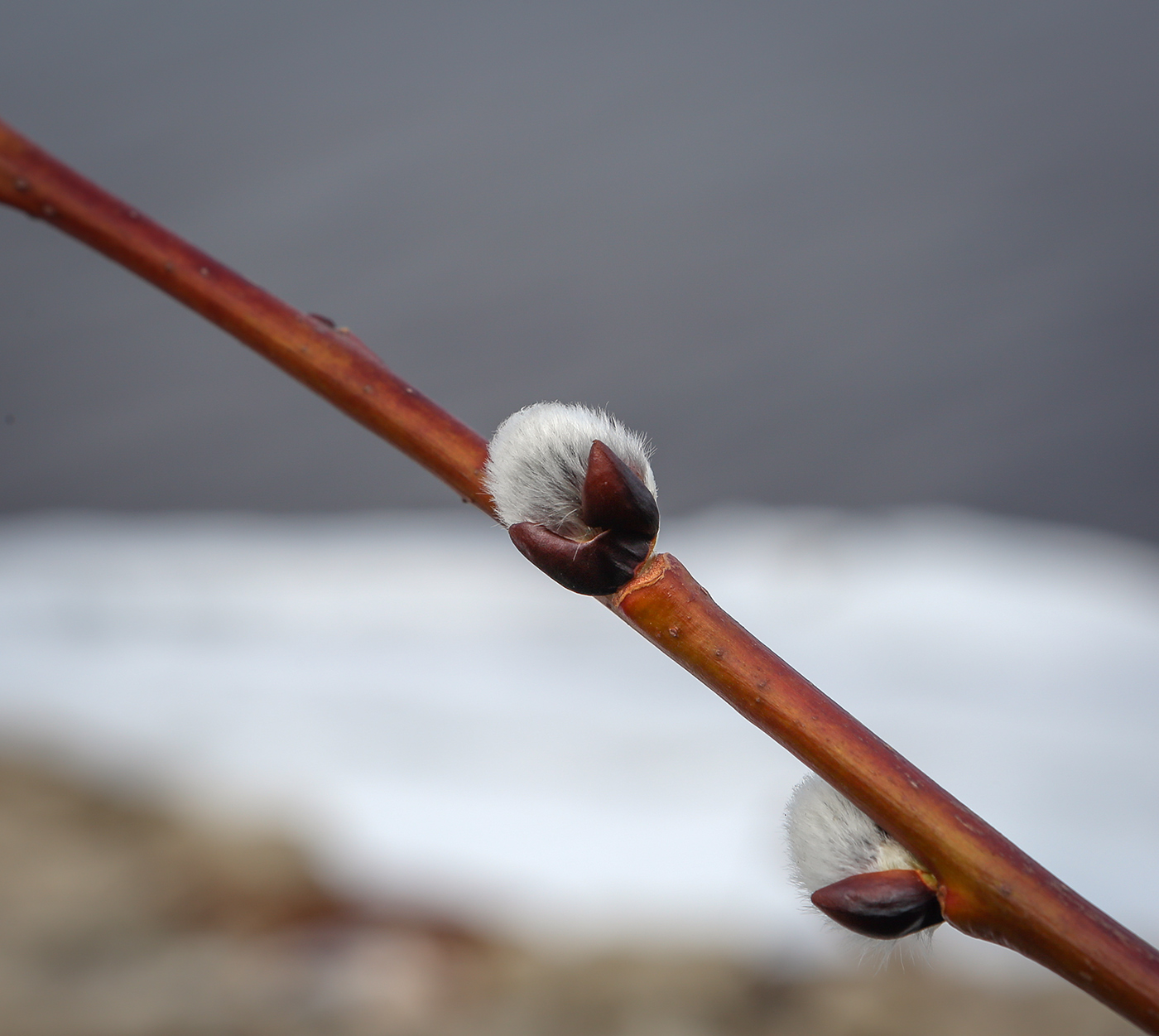Image of genus Salix specimen.