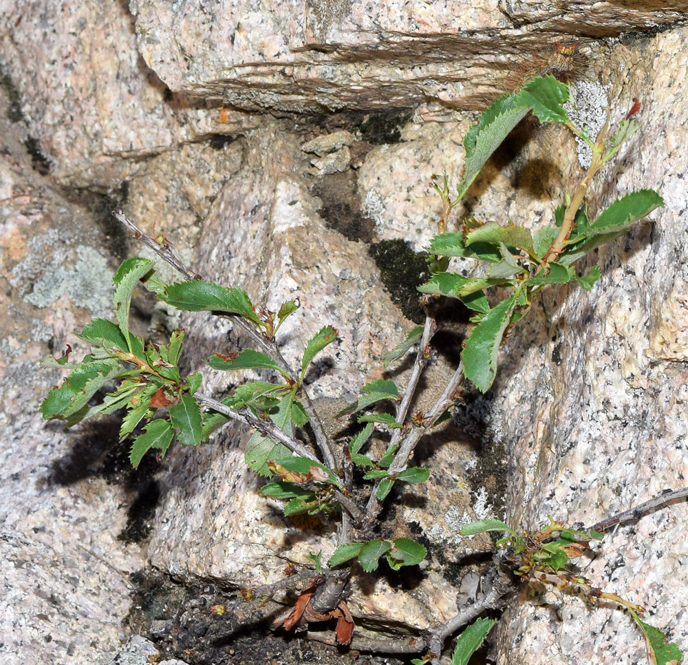 Image of Cerasus erythrocarpa specimen.