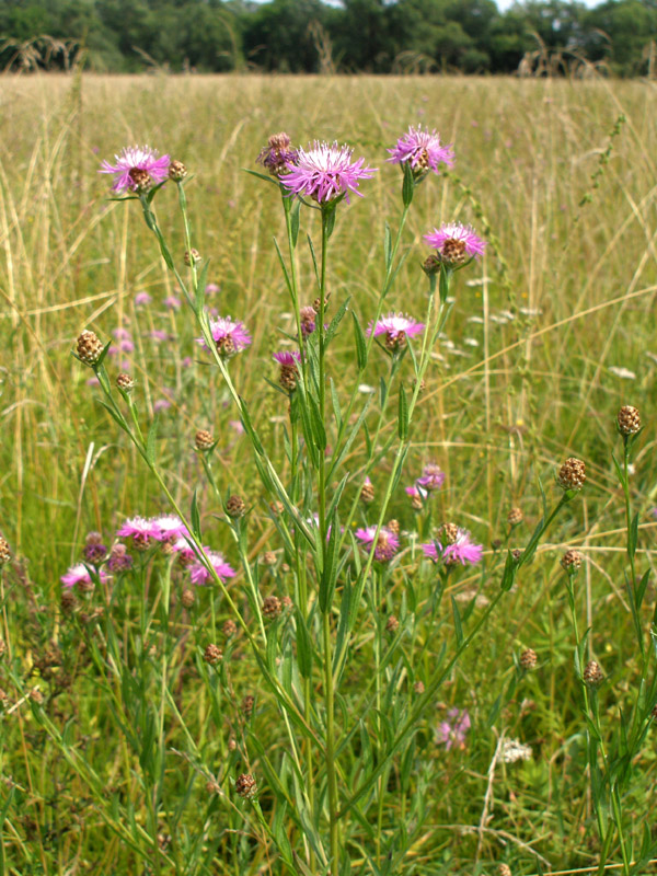 Image of Centaurea jacea specimen.