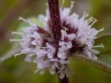 Смотреть изображение Mentha × gracilis