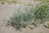 View full-size image Astragalus excedens