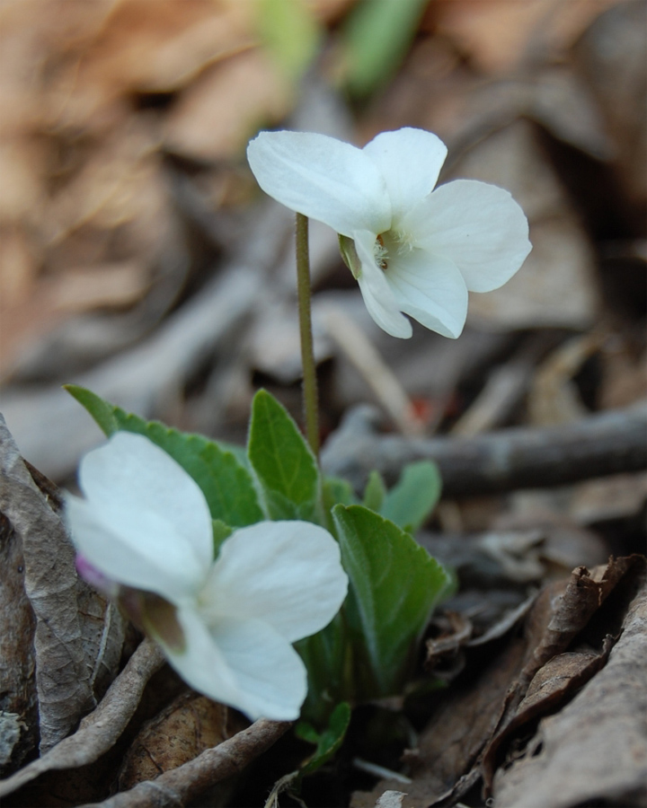 Image of Viola hirta specimen.