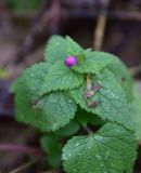 View full-size image Lamium maculatum