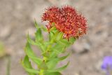 View full-size image Rhodiola rosea