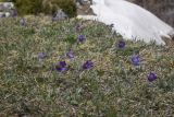 View full-size image Pulsatilla violacea